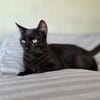 SANDRO-wunderschöner Mini-Panther-Kater