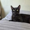 SANDRO-wunderschöner Mini-Panther-Kater