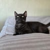 SANDRO-wunderschöner Mini-Panther-Kater