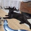 SANDRO-wunderschöner Mini-Panther-Kater