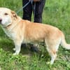 DOROTHIE sucht Familienanschluss
