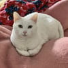 Annie sucht mit Garten oder Freigang