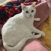 Annie sucht mit Garten oder Freigang
