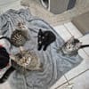 Feather, Bommel und Calcifer