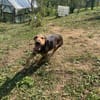 Leo - Jagdterrier Mix