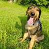 Leo - Jagdterrier Mix