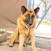 Bigby wünscht sich ein warmes Körbchen