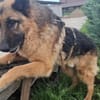 Bigby wünscht sich ein warmes Körbchen