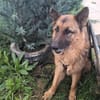 Bigby wünscht sich ein warmes Körbchen