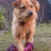 Pepita, Pflegestelle in Niedersachsen