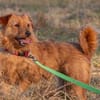 Pepita, Pflegestelle in Niedersachsen