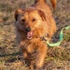 Pepita, Pflegestelle in Niedersachsen