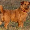 Pepita, Pflegestelle in Niedersachsen