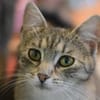 RAJA-lebensfrohe, hübsche Jung-Katze