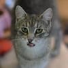 RAJA-lebensfrohe, hübsche Jung-Katze