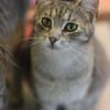 RAJA-lebensfrohe, hübsche Jung-Katze
