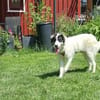 Loelia sucht ein liebevolles Zuhause!