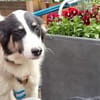 Loelia sucht ein liebevolles Zuhause!