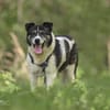 Golden Girl-entspannt und aufgeschlossen