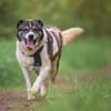 Golden Girl-entspannt und aufgeschlossen