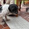 Valerie, verschmust, neugierig,agil