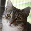 RUBY-hübsche,menschen bezogene Jungkatze