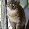 RUBY-hübsche,menschen bezogene Jungkatze