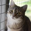 RUBY-hübsche,menschen bezogene Jungkatze