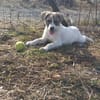 Kendi sucht ein Zuhause- Tierschutz