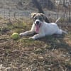 Kendi sucht ein Zuhause- Tierschutz