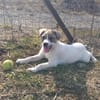 Kendi sucht ein Zuhause- Tierschutz