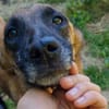 Zarte RONJA möchte Tierheim verlassen