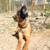 Zarte RONJA möchte Tierheim verlassen