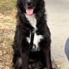 ELVIS träumt von eigenem Familienleben