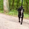 ELVIS träumt von eigenem Familienleben
