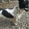 Lulu sucht ein gutes Zuhause!