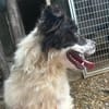 Lulu sucht ein gutes Zuhause!