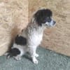 Lulu sucht ein gutes Zuhause!