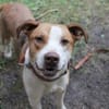 Maxi toller Familienhund