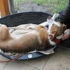 Maxi toller Familienhund