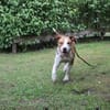 Maxi toller Familienhund
