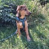 Kaylo - Auf der Suche nach Geborgenheit