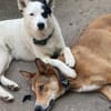 Idefix ist bereit für sein neues Leben!