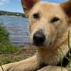Zuhause für Tove gesucht
