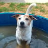 SNOOPY QCN