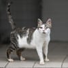 Chataigne
