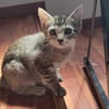 Navi