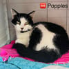 Popples