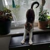 MILKA
