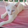 ARISTOTE